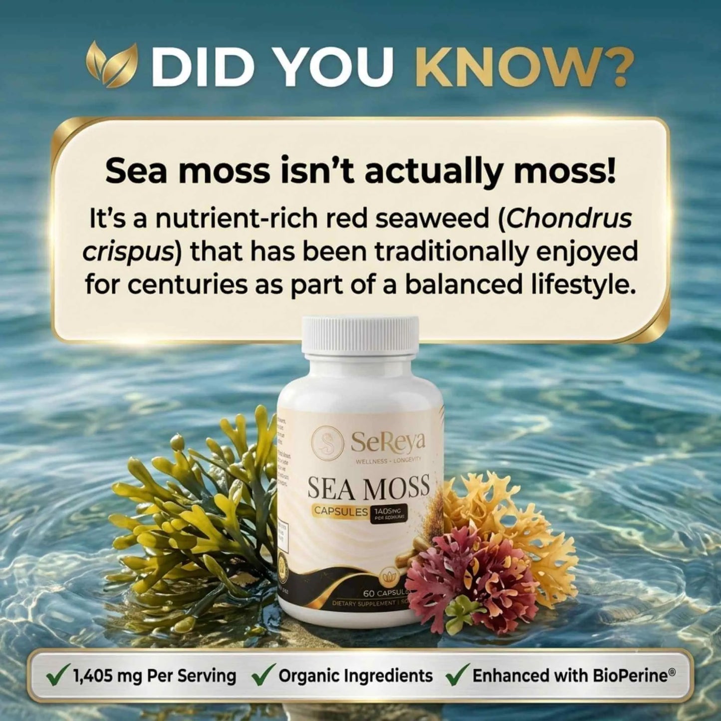 trivia history of sea moss