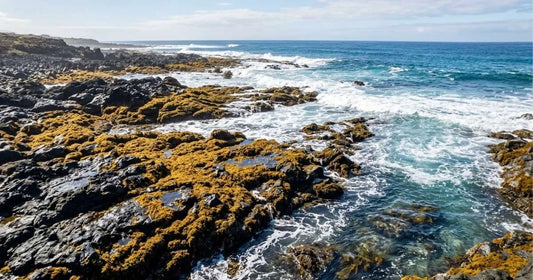 Best wildcrafted sea moss capsules for gut health support.
