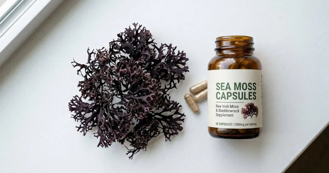 Irish moss vs sea moss capsules differences shown through raw algae and encapsulated powder
